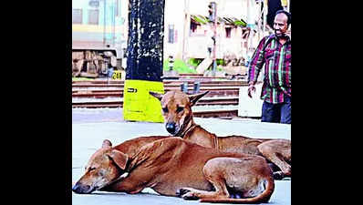 Stray dog tests positive for rabies