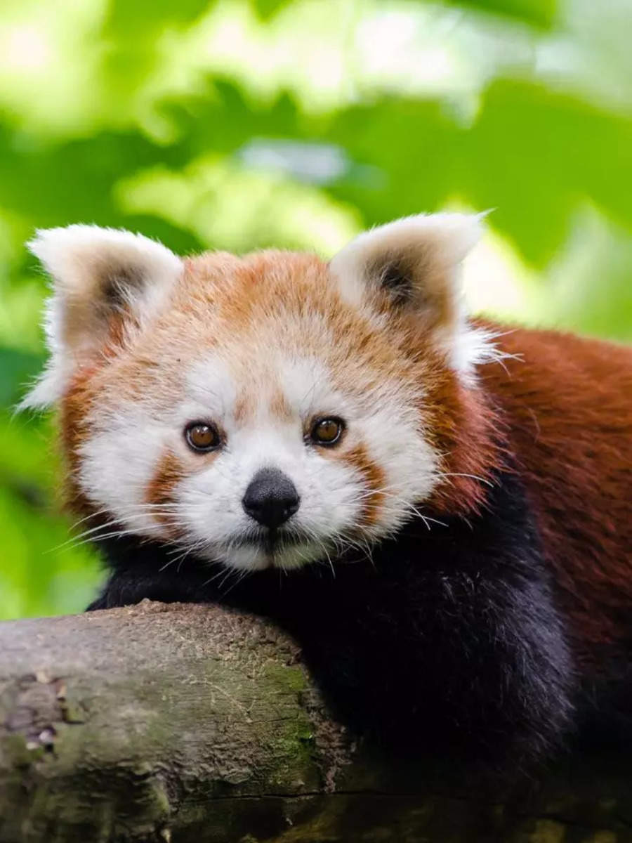 10 of the cutest little animals in the wild | Times of India