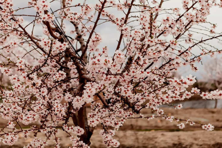 Enjoy the beauty of almond blossoms