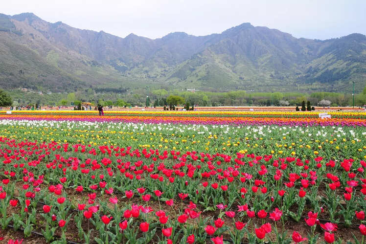 Blooming tulips, a must-visit