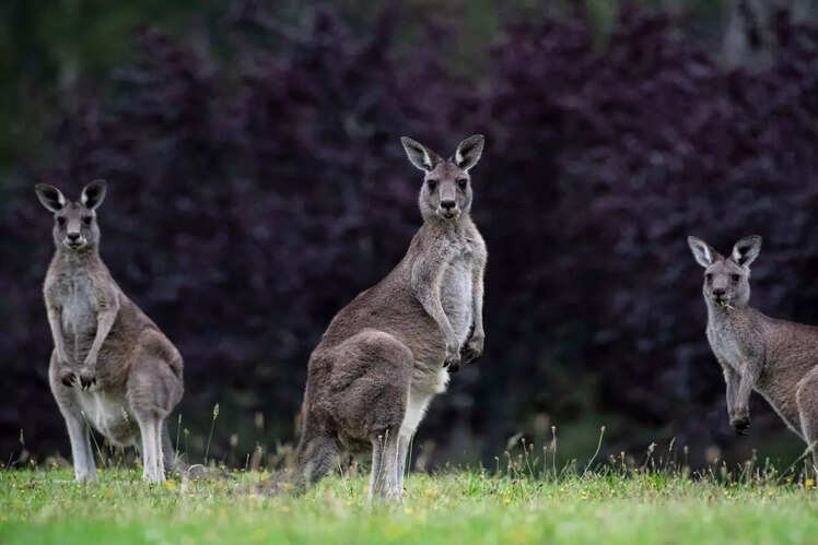 Australian unique wildlife