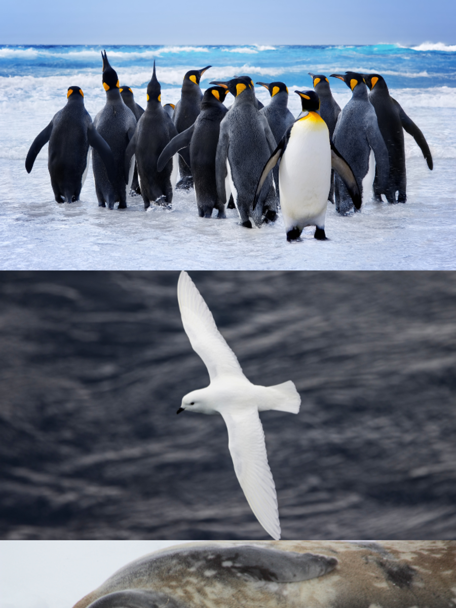 5 Animals Adapted to Extreme Cold Weather In Antarctica: Emperor