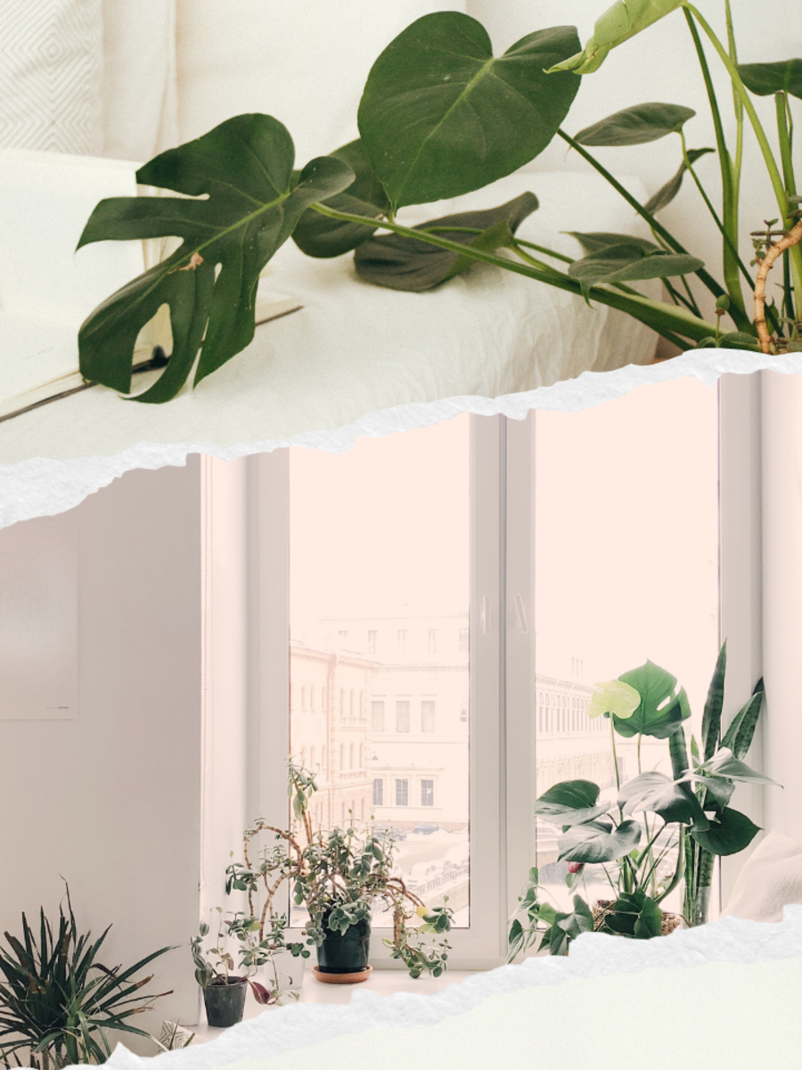 5 Surprising Ways Plants Communicate with Each Other Plants Talking