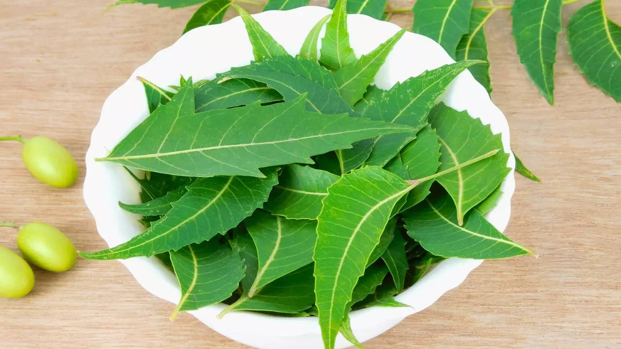 Discover the Incredible Benefits of Neem Leaves for Summer Health | Canva | - Times of India