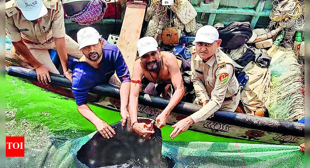 Whale Sharks: Latest Tech To Make Whale Sharks' Tracking Easier | Rajkot News - Vimarsana News