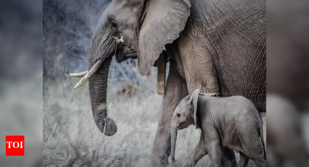 Kerala: Man killed in wild elephant attack in Pathanamthitta | Kochi ...