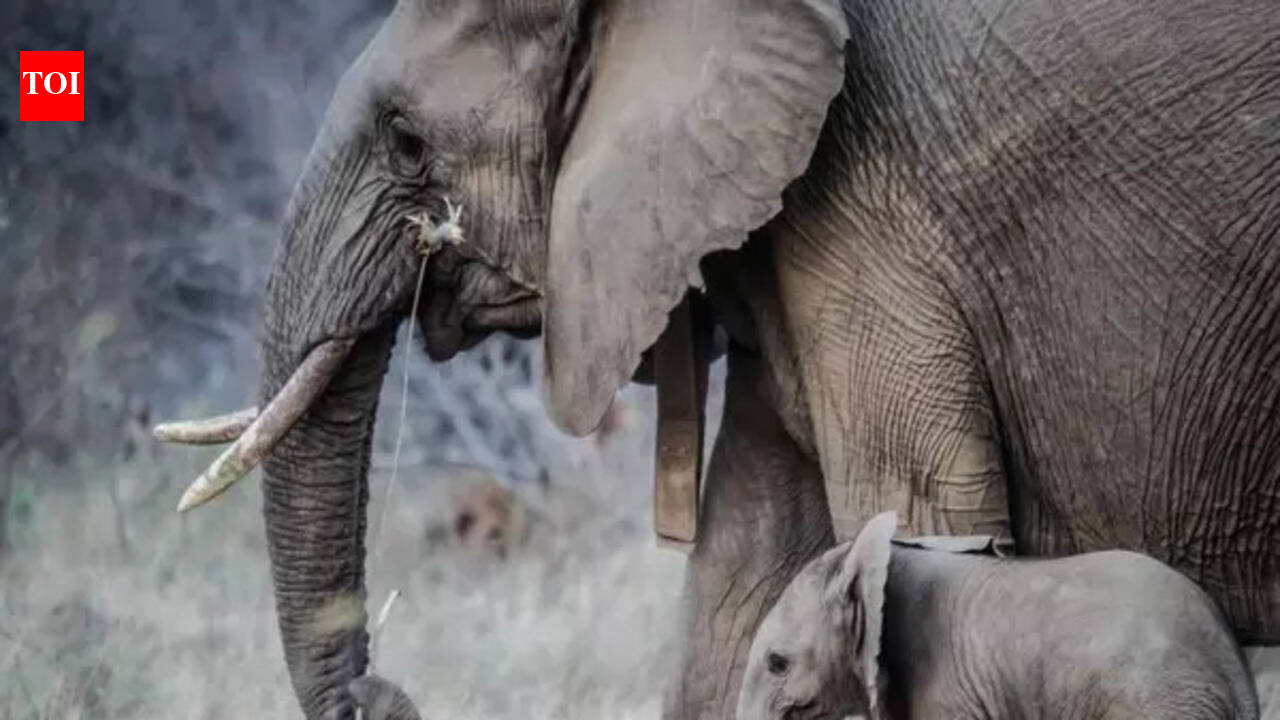 Kerala: Man killed in wild elephant attack in Pathanamthitta | Kochi ...