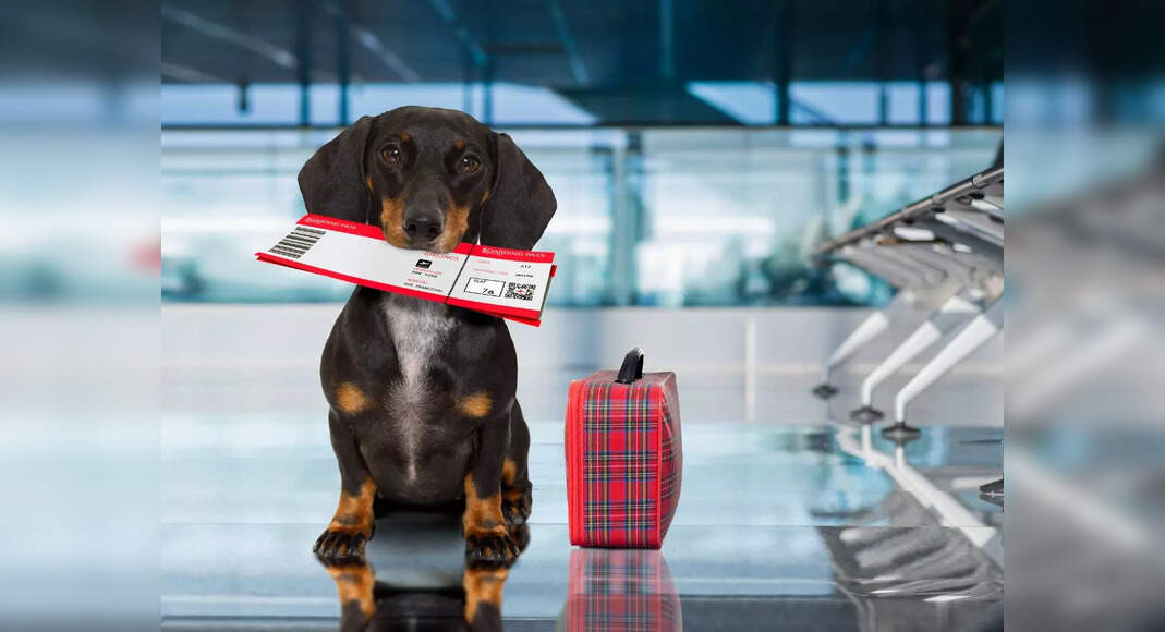 American Airlines Pets Policy American Airlines eases its flying with