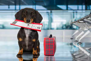 American Airlines eases its flying with pets policy; it gets cheaper and hassle-free