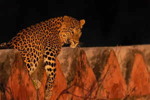 Leopard enters a house in Delhi, attacks 3 people and causes panic in the area