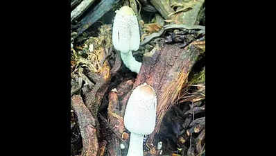 Researchers identify new edible mushroom species