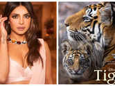 Priyanka turns narrator for 'Tiger'