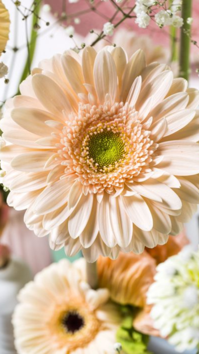 Daisies to Sweet Pea: Discovering the charm of April's birth flowers