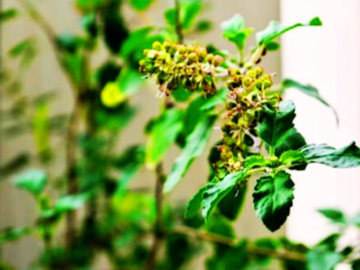Understanding Why Tulsi is Important in Astrology
