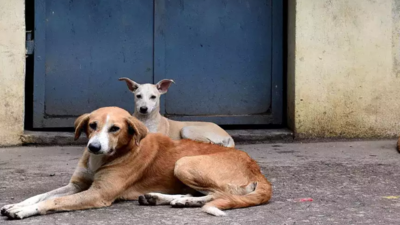 ‘Pet’ menace: Woman bitten by dog at Chennai’s Koyambedu police station