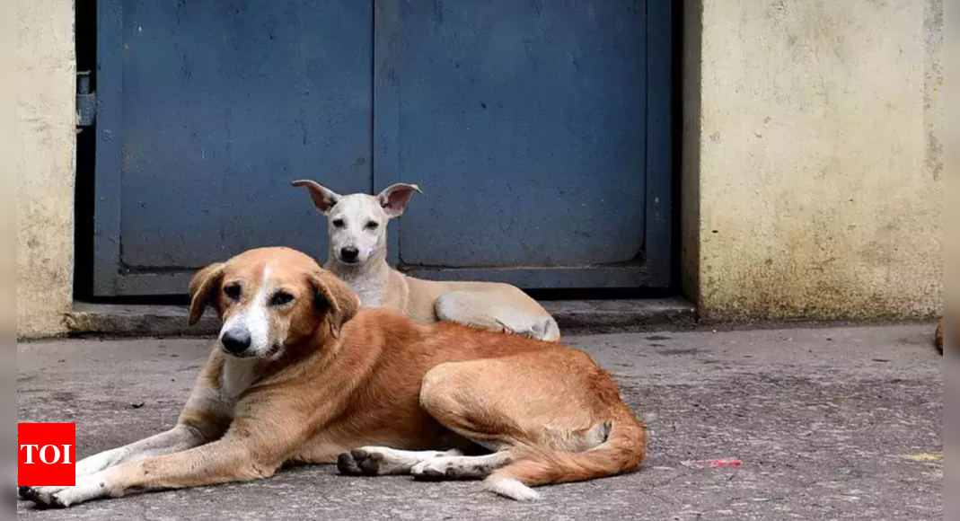 ‘Pet’ menace: Woman bitten by dog at Chennai’s Koyambedu police station ...