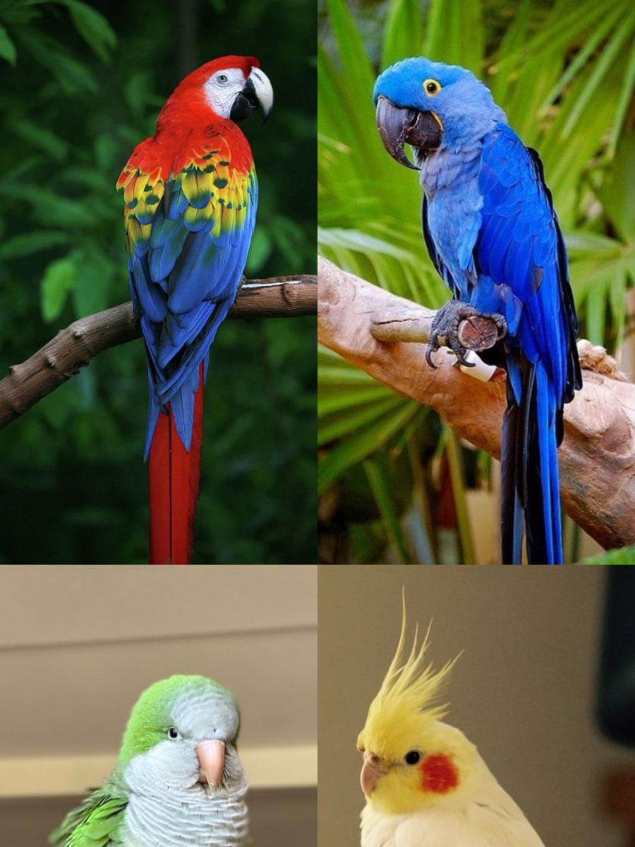 10 Most Exotic Pet Birds | Times Now