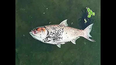 Dead Fish: Dead Fish, Temp Rise Raise Worry Over Lake Water | Kolkata ...