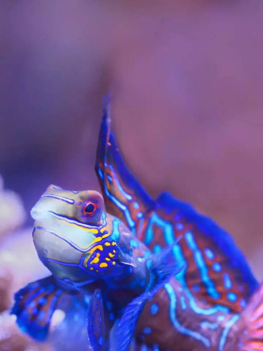 Beautiful fishes that can't be kept in home aquarium - Vimarsana News