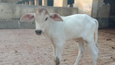 Gangatiri calves born through embryo transfer technology and IVF in ...