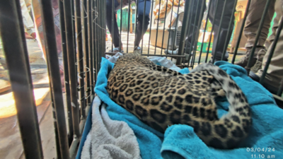Young Leopard rescued after being hit by vehicle near Turahalli Forest Reserve