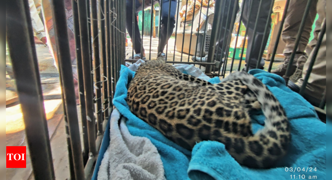 Young Leopard rescued after being hit by vehicle near Turahalli Forest Reserve | India News