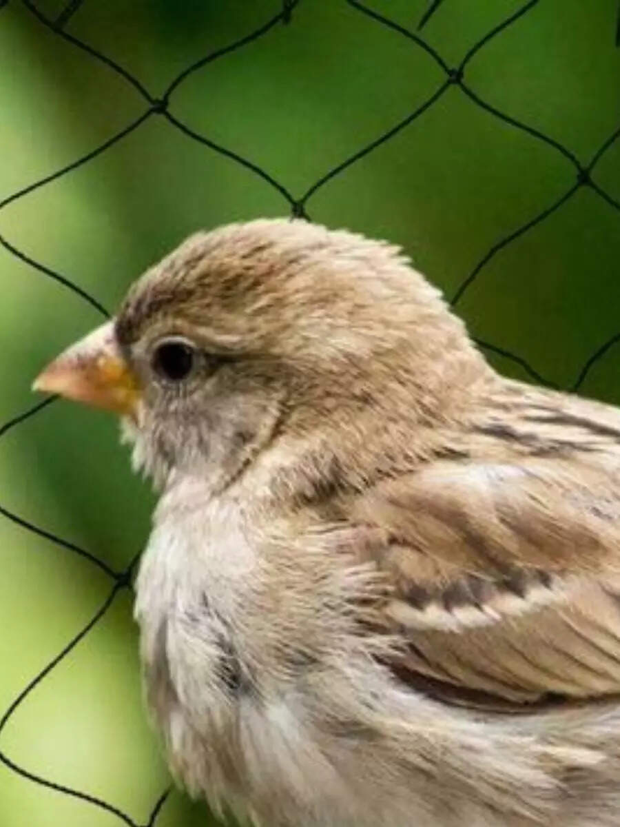 9 Ways To Keep Birds Away From Your Balconies Detterents, Netting And