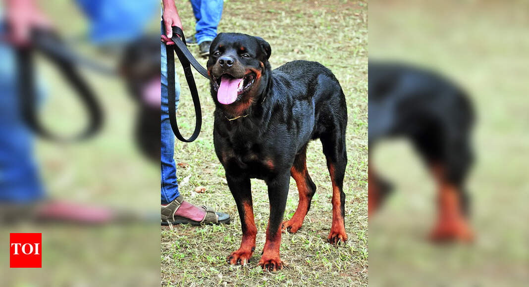 Dangerous Dog Breeds: Pet Owners & Breeders Will Abandon Dogs Of 23 ...