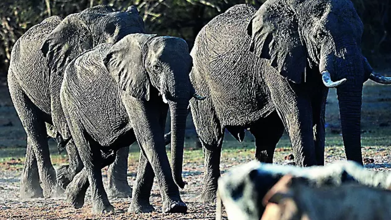 20.000 Elefanten als Geschenk?  Botswana will Deutschland „Leben mit Tieren“ beibringen