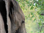 ​10 unfamiliar facts about elephants​