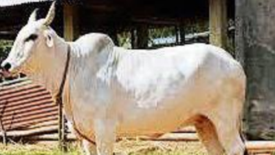 Gangatiri Calves: 2 Calves Born In Kashi Farm Mark New Start For 