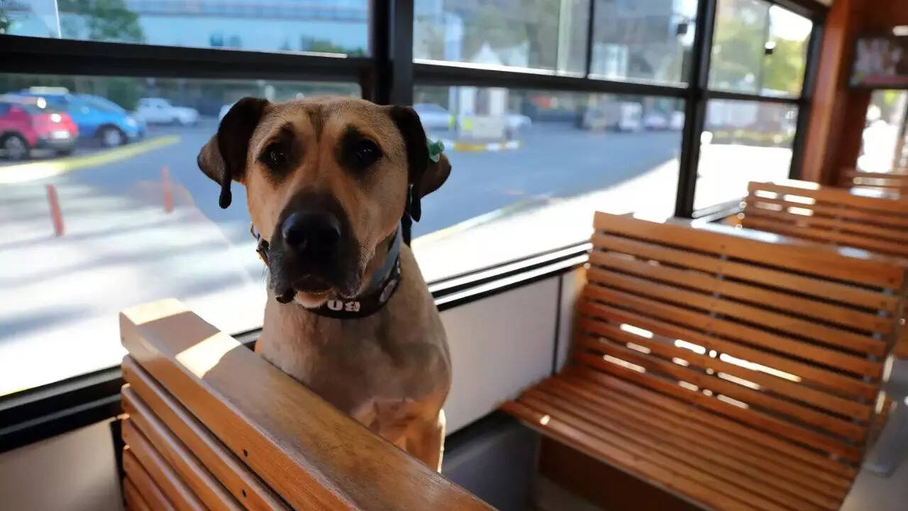 Meet Boji, the dog who uses metro, ferry and tram to travel 30 km daily  alone | - Times of India