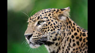 Leopard hit by vehicle dies in US Nagar district