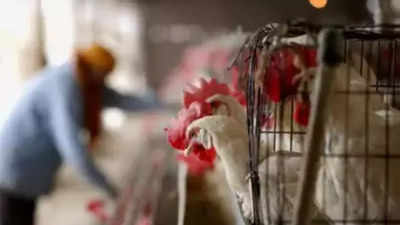 Avian Influenza News: Alarm bells ring over H5N1 bird flu, Experts warn of  pandemic worse than Covid | World News - Times of India