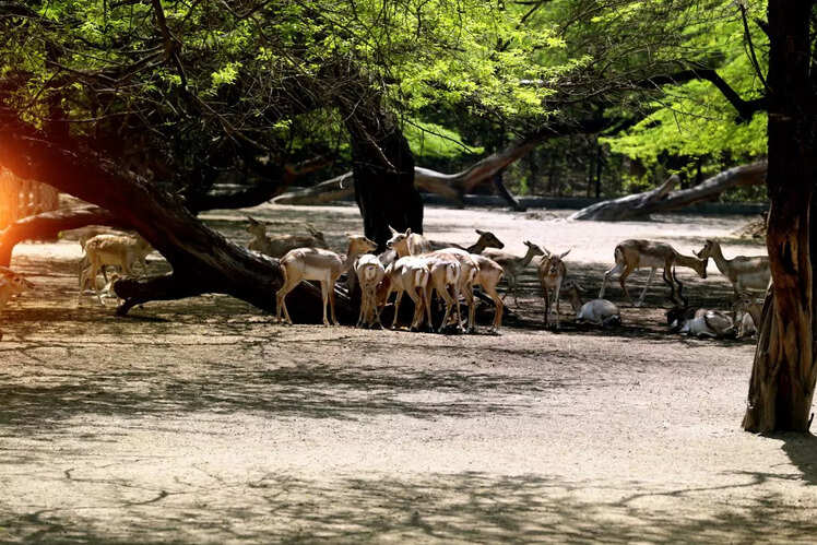 Deer Park