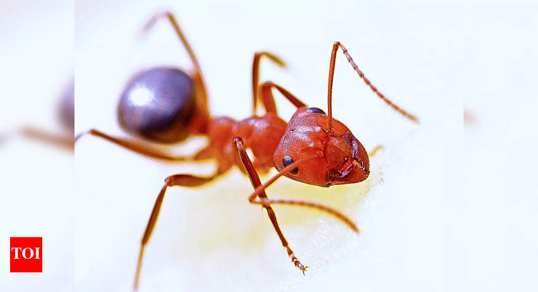 The significance of feeding ants in astrology Times of India