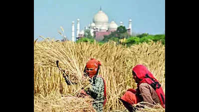 Govt to buy 50L tonnes of wheat from UP, Rajasthan, Bihar this yr