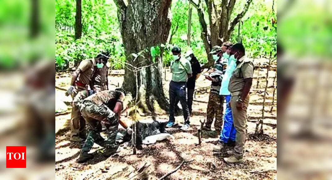 Sloth Bear: Sloth Bear Found Dead In Mtr Buffer Zone | Coimbatore News