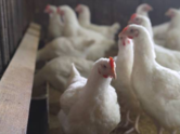 H5N1 bird flu in humans: What do we know so far