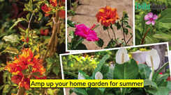 Amp up your home garden for summer