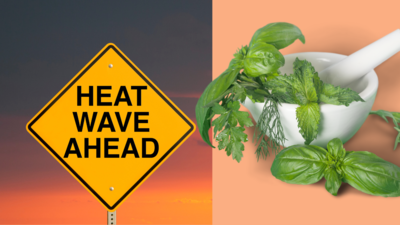 5 cooling Ayurvedic herbs to protect from heatwave this summer