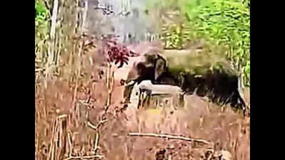 Marauding tusker spotted at T border, crosses over to Maha