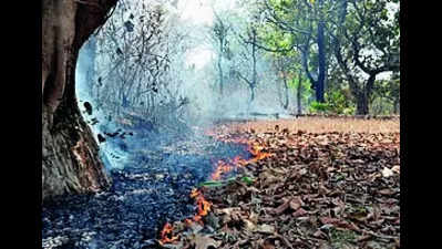 First seasonal fire damages 6 ha forest cover in PTR