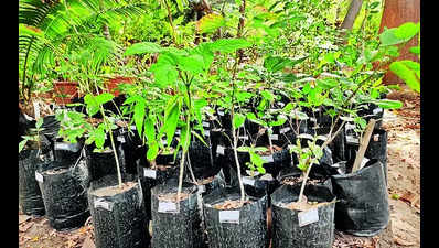 Ten plant species to be reintroduced in Gujarat