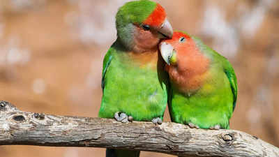 How birds fall in (and out of) love