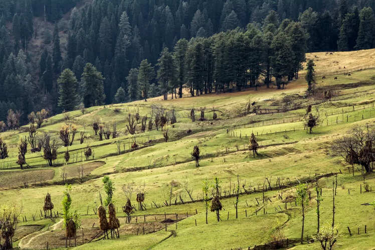 Aru Valley
