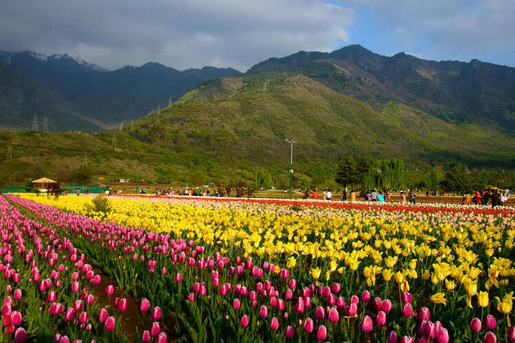 Tulip Gardens