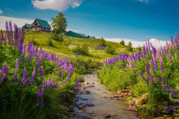 Gulmarg meadows