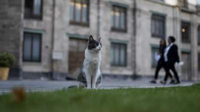 Mexico's national palace cats achieve status as 'living fixed assets'