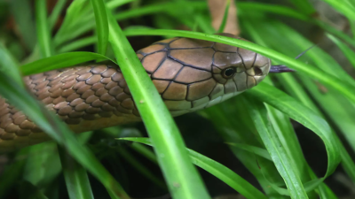 30-year-old snake catcher dies of cobra bite in UP